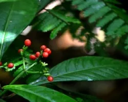Psychotria rufipes