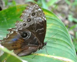 Morpho peleides limpida