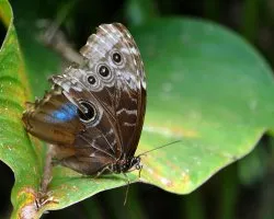 Morpho peleides limpida
