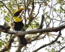 Ramphastos swainsonii