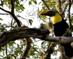 Ramphastos swainsonii