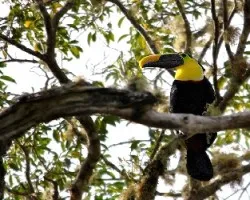 Ramphastos swainsonii