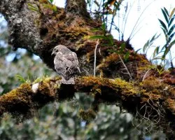 Buteo nitidus