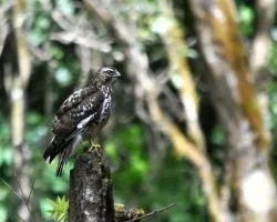 Buteo nitidus