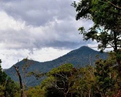 Bosque