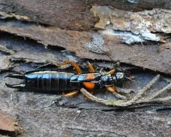 Dermaptera (tijereta )