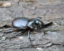 Escarabajo rinoceronte
