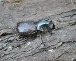 Escarabajo rinoceronte