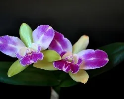Orquideas.