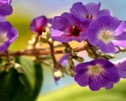 Tibouchina multiflora 