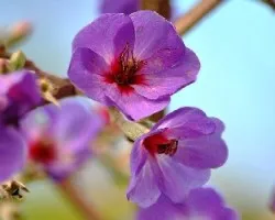 Tibouchina multiflora 
