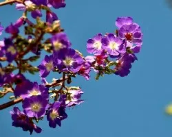 Tibouchina multiflora 