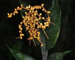 Chamaedorea sp
