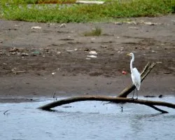 Ardea alba