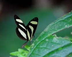 Heliconius hewitsoni