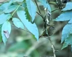 Rhynchocylus brevirostris