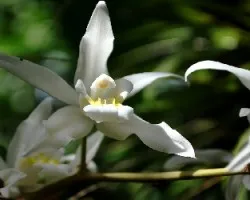 Orquideas floreadas