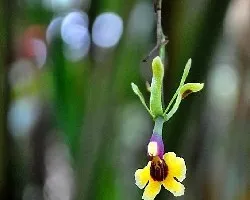 Orquideas floreadas