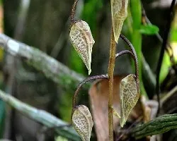  Gongora sp