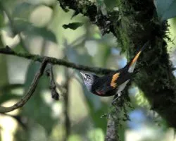 Setophaga ruticilla
