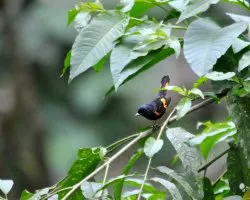 Setophaga ruticilla