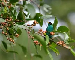 Chlorophanes spiza