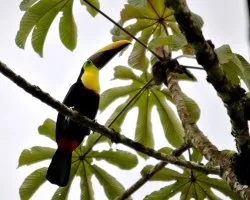 Ramphastos ambiguus