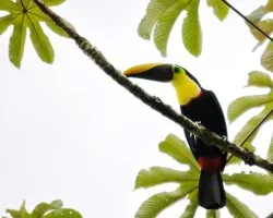 Ramphastos ambiguus