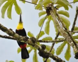 Ramphastos ambiguus