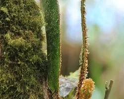 Helecho estraño