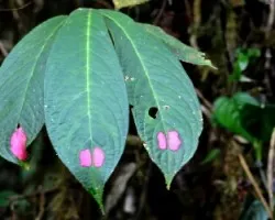 Columnea consanguinea 