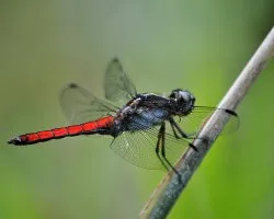 Libelula