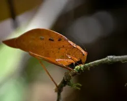 Esperanza