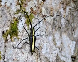 Cerambycidae