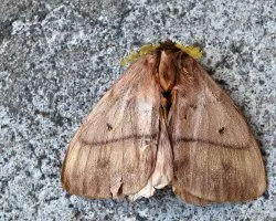 Polilla de antenas amarillas