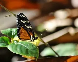 Eresia eutropia