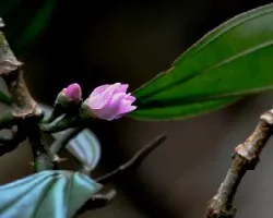 Flores del bosque 1