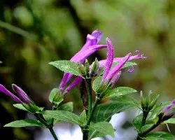 Dicliptera sp
