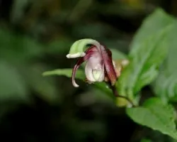 Burmeistera sp