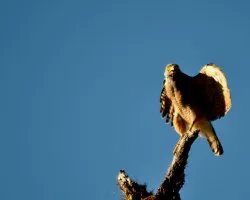 Buteo magnirostris