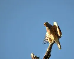 Buteo magnirostris