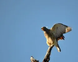 Buteo magnirostris