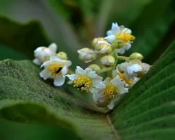 Mas flores del bosque