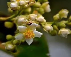 Mas flores del bosque