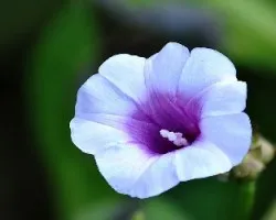 Mas flores del bosque