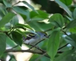 Setophaga pensylvanica