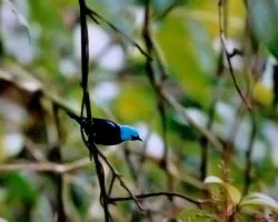 Dacnis venusta