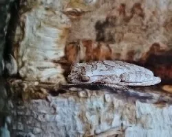 Rana camublada