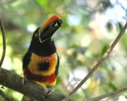 Pteroglossus frantzii
