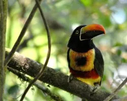 Pteroglossus frantzii